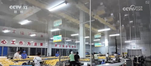 科技賦能讓鮮食玉米的 鮮 得到最直觀體現